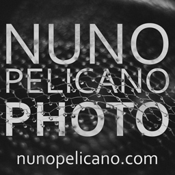 Nuno Pelicano 